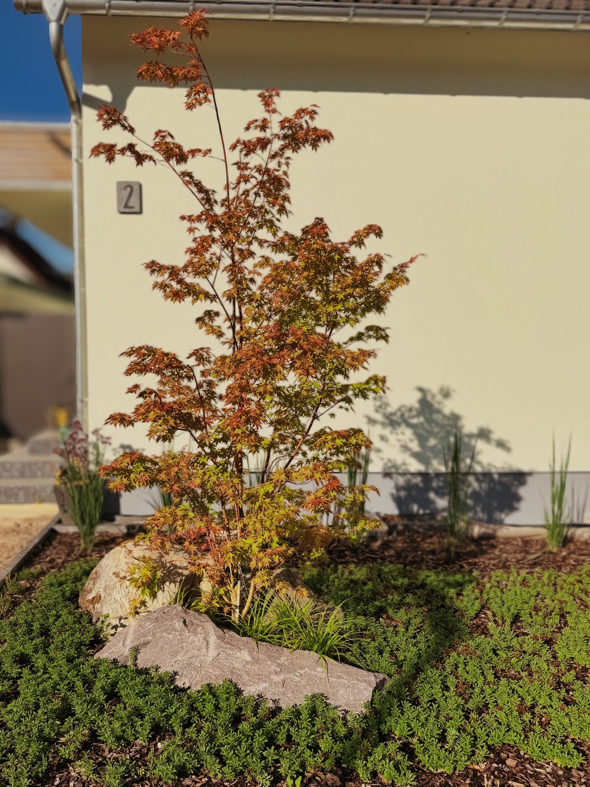 Modern gestaltetes Gartenbeet mit japanischem Ahorn, Natursteinen und bodendeckender Bepflanzung.